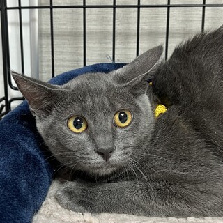 里親決定。ユーカリちゃん