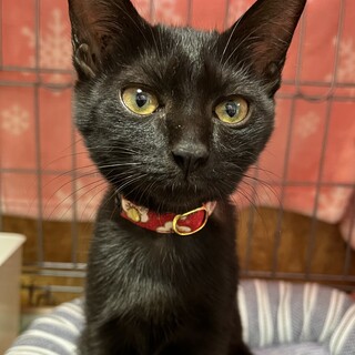 里親決定。やすこちゃん