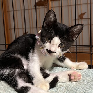 ３兄弟の中で唯一女の子