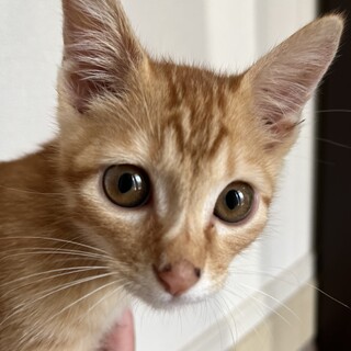 子猫の里親募集中です