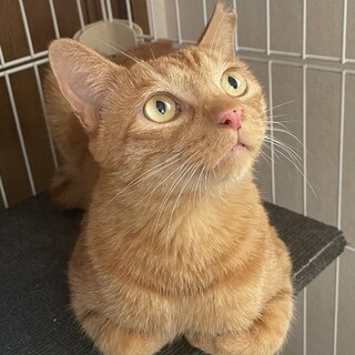 2〜3歳男の子♂小顔の茶トラ　