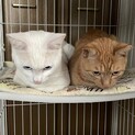 仲良し　茶トラ2歳と白猫1歳　男の子
