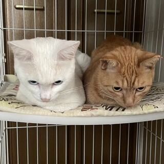 仲良し　茶トラ2歳と白猫1歳　男の子