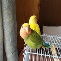 コザクラインコ二羽　里親募集