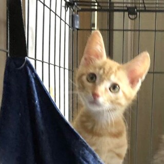 茶トラのぼくちゃん☆海くん