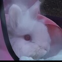 白ウサちゃん