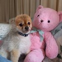 マイペースなポメラニアン　ハルちゃん　8才