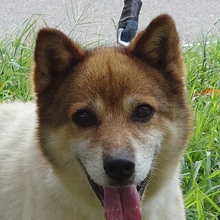 お茶目な小型ミックス、レン君