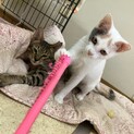 人慣れ早い兄妹、無邪気盛り