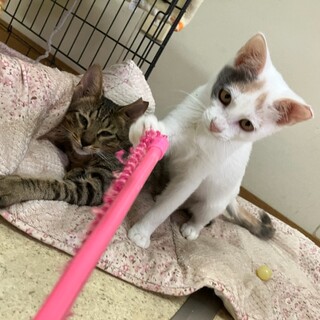 人慣れ早い兄妹、無邪気盛り