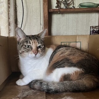 みんなのお母さん猫