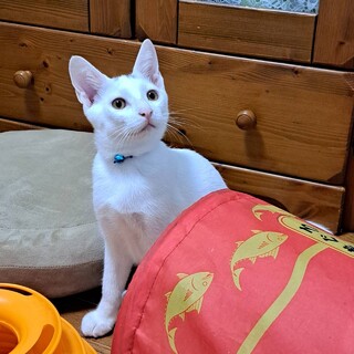 性格花丸な白猫☆抱っこ大好きクラウド