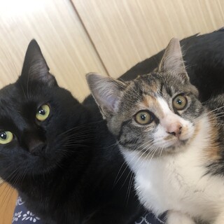 猫ちゃん4匹の里親募集