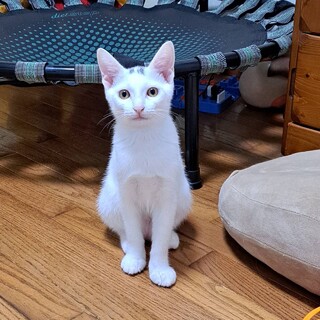 性格花丸☆抱っこ大好きラテちゃん