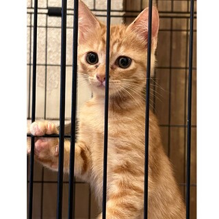 茶トラの子猫、ゆずちゃん