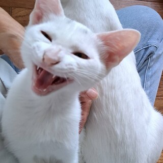 性格花丸☆抱っこ好きマロちゃん