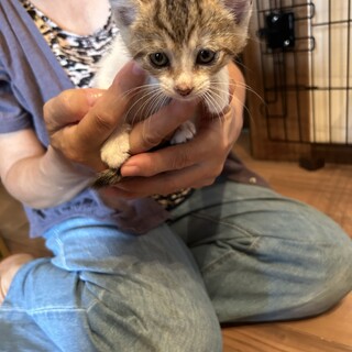 子猫４きょうだいぎじしろ茶