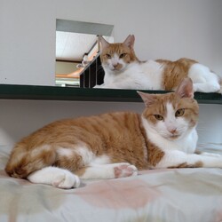 Catio一番の古株こまめ君、今日も悠然