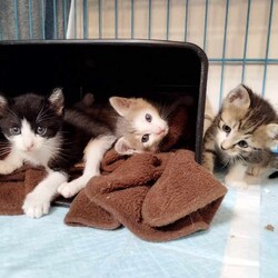 in春日井市☆続々・何と子猫が50匹～子猫の大祭！☆2023年9月16日（土）～ ちーむ にゃいんず