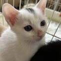 3兄妹の子猫、ひとまる君