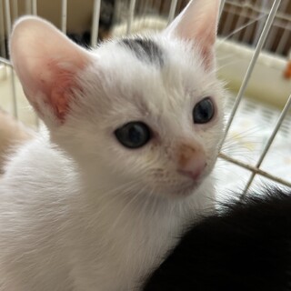 3兄妹の子猫、ひとまる君