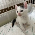 3兄妹の子猫、ふたまる君