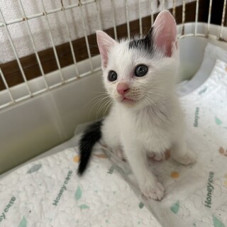 3兄妹の子猫、ふたまる君