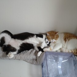 ねぼすけこうた