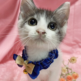 人懐っこい！甘えん坊の子猫『ポップ君』2ヶ月