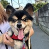 ポメラニアンMIXの男の子　調子丸 サムネイル6