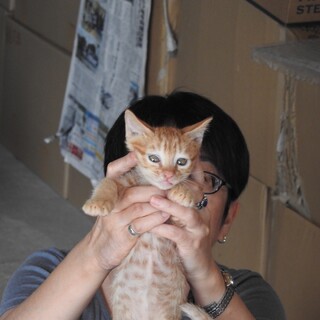 ＠石垣島、茶トラの子猫♂（7月13日生）ですにゃん