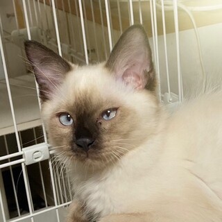 まん丸可愛いシャム風女の子❤️ひな