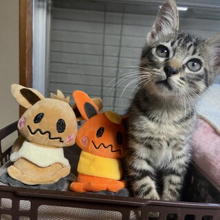 甘えん坊の男の子