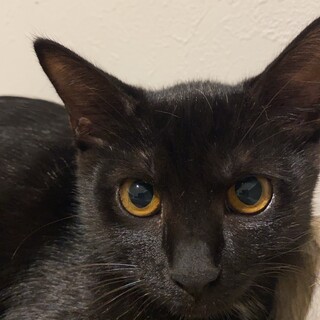 まん丸お目々の黒猫ちゃん