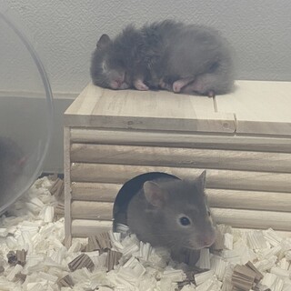 検討中のため一旦募集停止します。