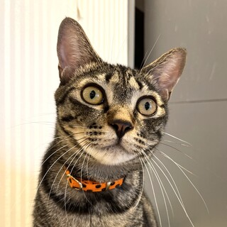 【トト】抱っこできる大きな男の子