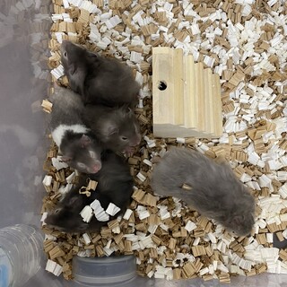 セーブルハムスター 女の子 3匹