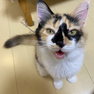 フワフワムニュムニュ三毛ちゃん