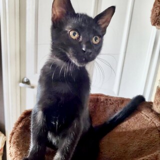 【ツヤツヤ大きなお目め】綺麗な黒猫まりもちゃん