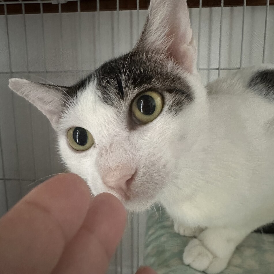 戸郷さくらのカバー写真