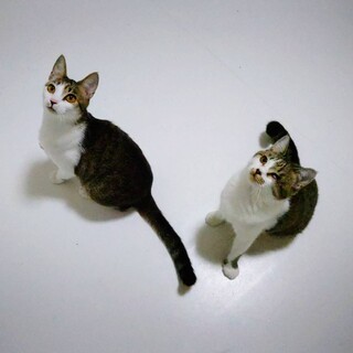 海岸に捨てられた兄妹（涙）