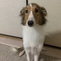 シェルティとパピヨンのMIXの女の子