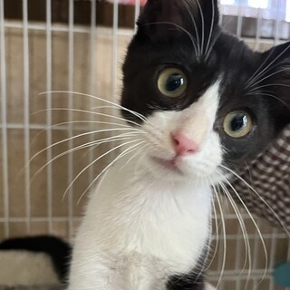 里親決定。ソーキ君