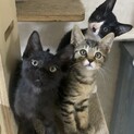 ３匹を幸せにしてくださる飼い主さんを探して居ます！