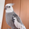 オカメインコ オス