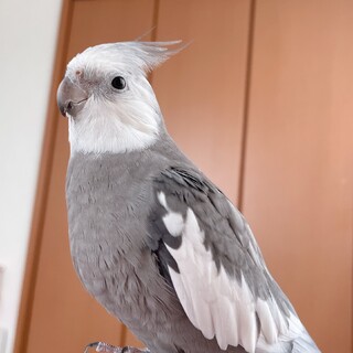 オカメインコ × 宮城県が募集対象」鳥の里親募集情報 :: ペットの