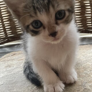 キトンブルーアイの白きじ1か月姉妹でお願いします