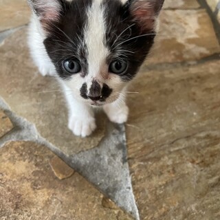 白黒ちょびちゃん1か月姉妹でお願いします