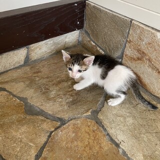 いたいけな子猫白きじ1か月　姉妹でお願いします