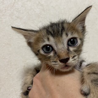 珍しい麦わら猫男の子1か月姉弟でお願いします